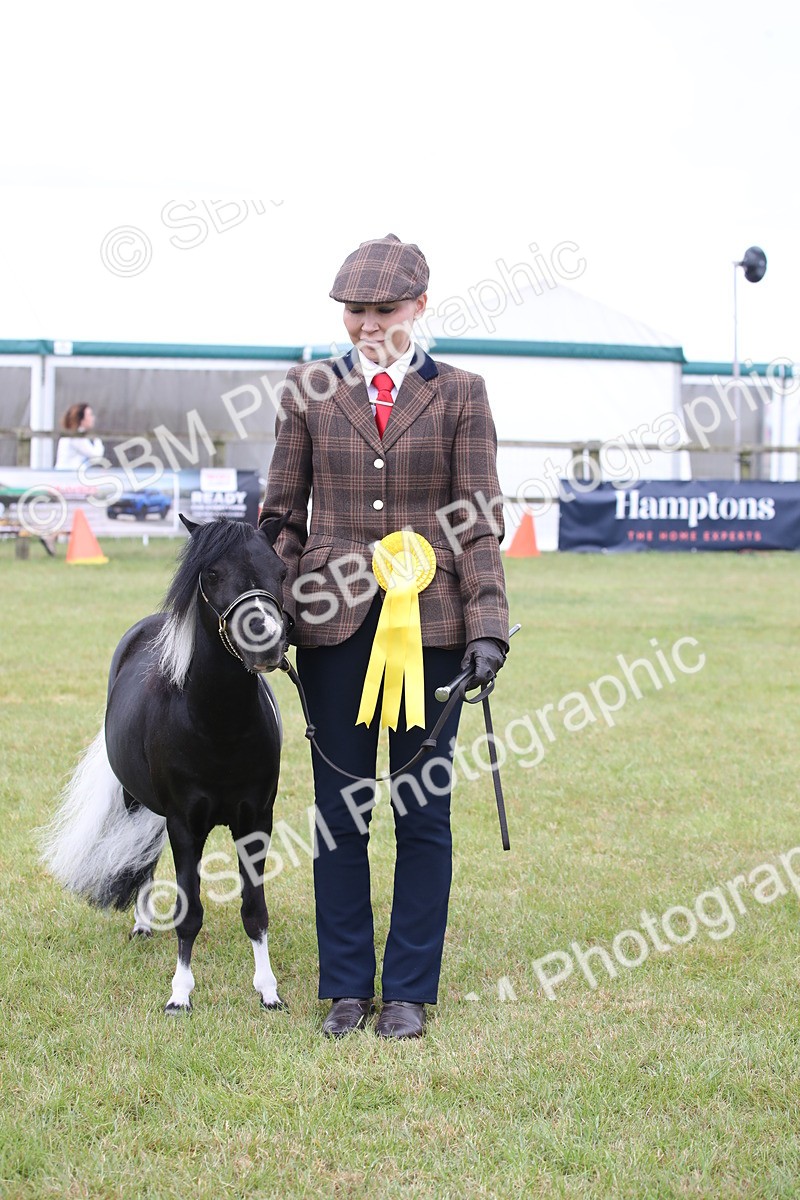 SBM_03835 - Class 23-25 - British Miniature Horse of the Year