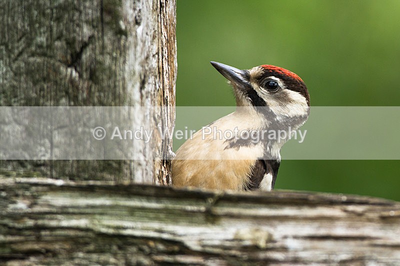 20130630-_MG_4565 - Woodpecker