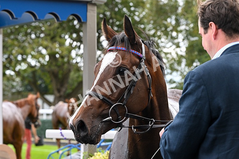 160926-Race 3-Myesme-0214 - Race 3 3.18pm Napoleons Casino And Restaurant Hull EBF Fillies' Novice Stakes