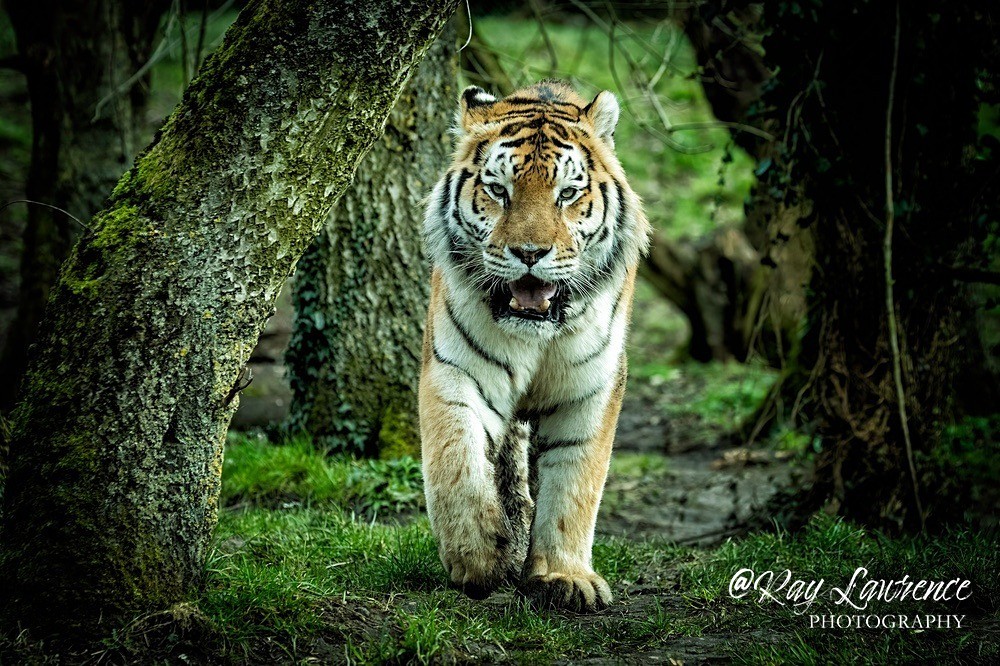 Amur Tiger - RLP_2046-413 - Vulnerable and Beyond