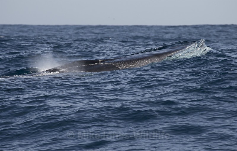 Fin Whale, Pico Island, Azores - WHALES & DOLPHINS ( PICO, AZORES MAY 2013 & 2014 )