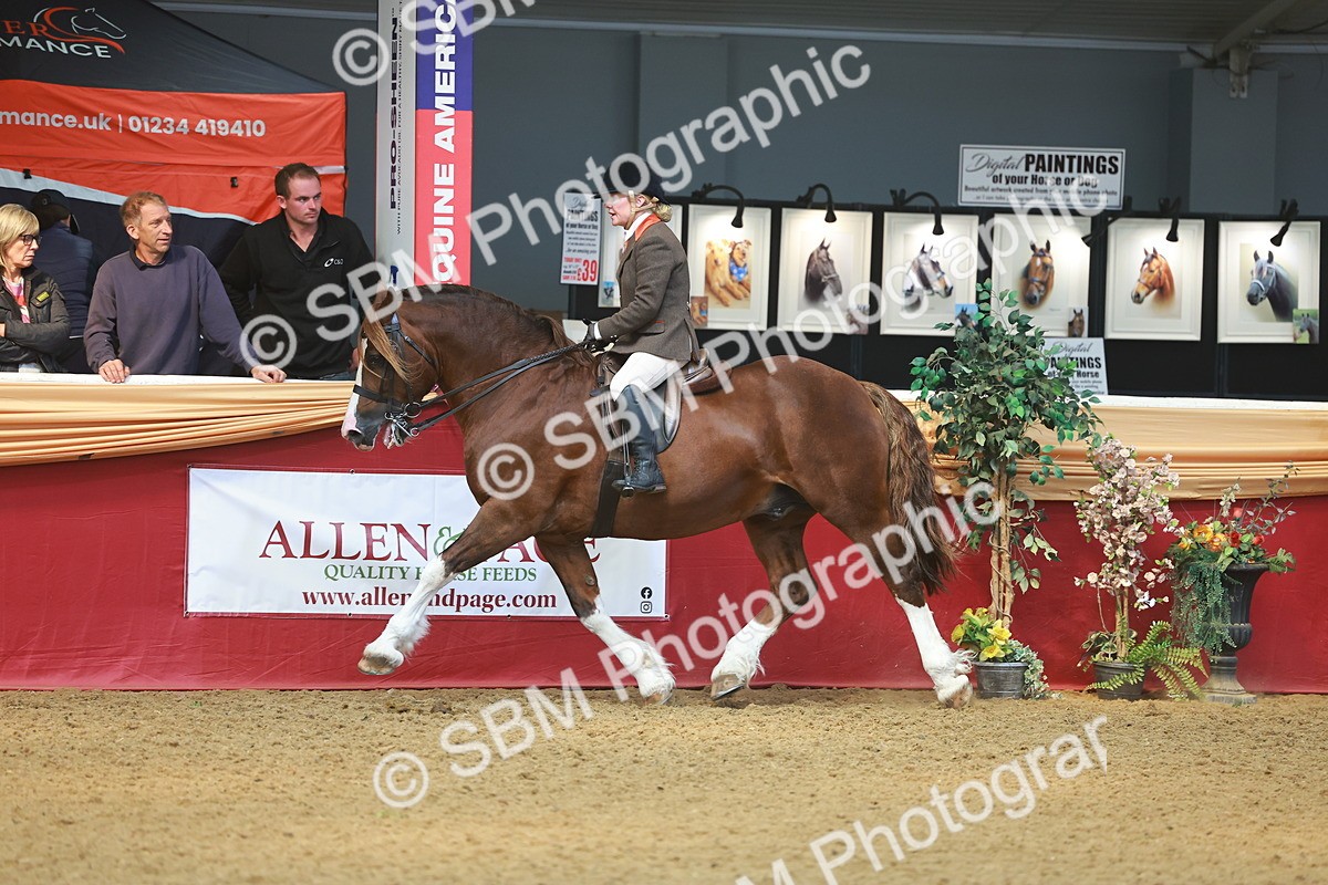 SBM_12532 - Class 103 - HOYS Veteran Qualifier - Ridden Pre Vet
