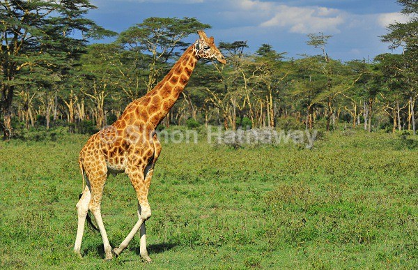  - Kenya