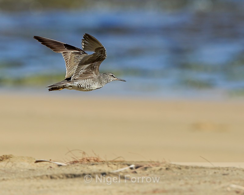 Wandering Tattler flying, Ke'e Beach, Kauai - Wandering Tattler