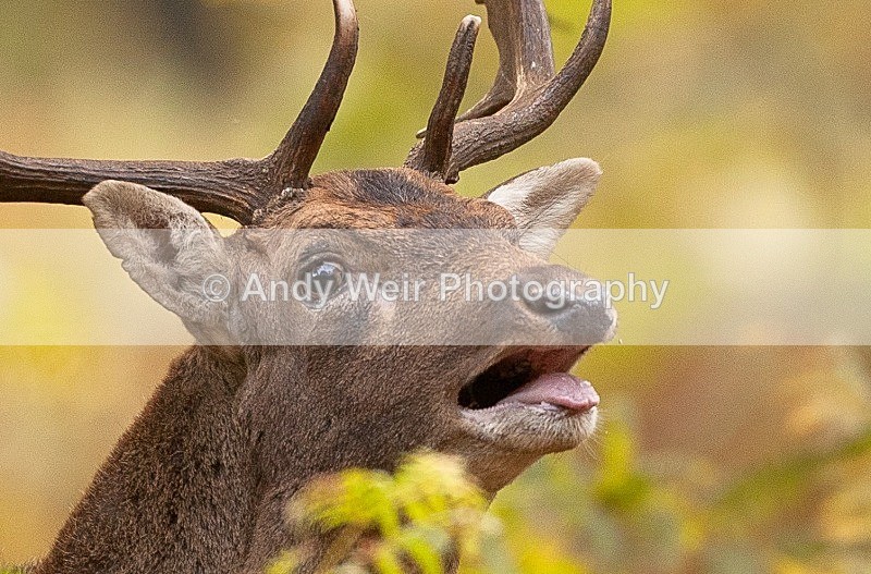 20111022-_MG_6780-2 - Fallow Deer