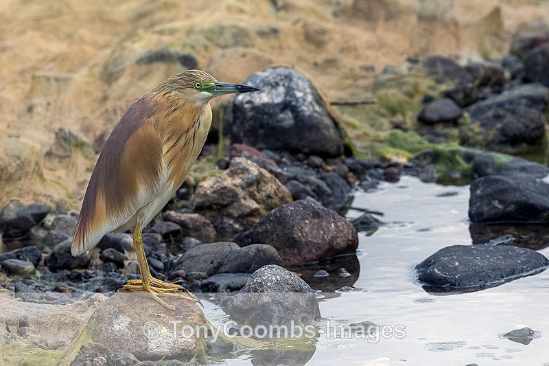 Squacco Heron  1604-10312 - Lesvos ~ Other Birds