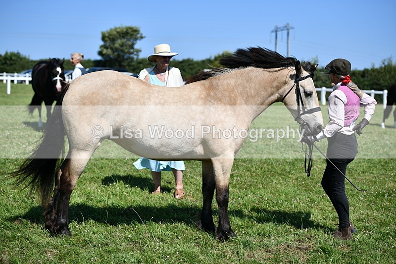 DSC_6570 - Class 54: NPS M&M 4 years and over Large Breeds