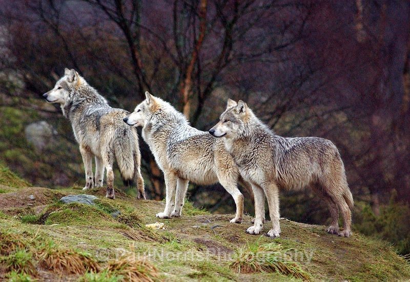  - Animals