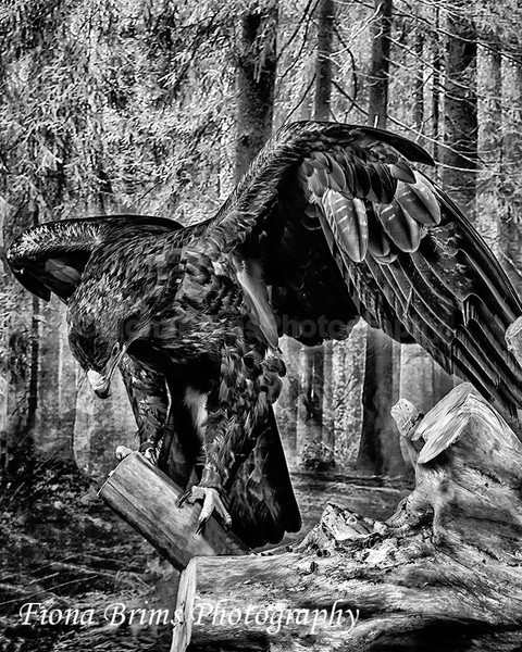 w and k-26 - Birds of Prey