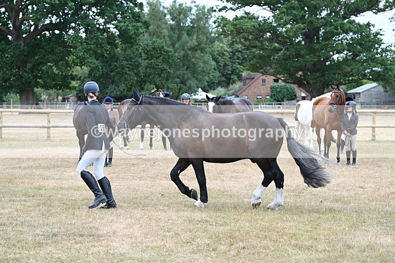 WJ7_0113 - Class 5a Most Handsome Gelding (above 14.2hh)