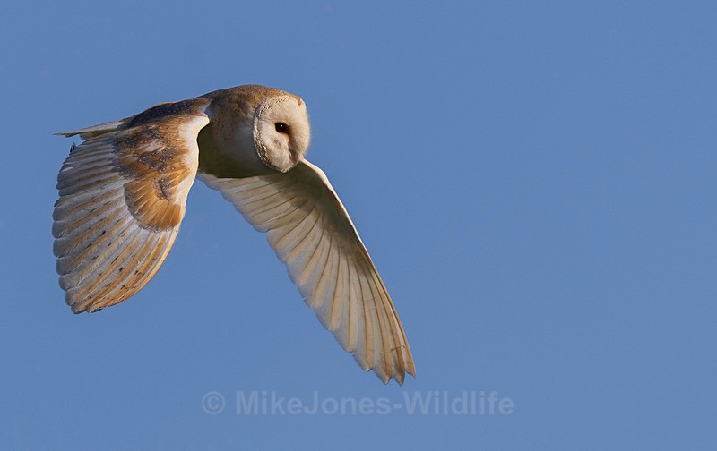 BARN OWL 2025 9 - BARN OWLS