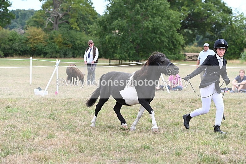 WJ6_5536 - Class 18 In-hand Coloured