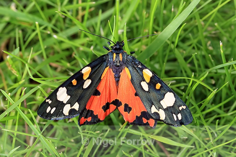 Scarlet Tiger resting on grass, Oxfordshire, UK - INSECTS