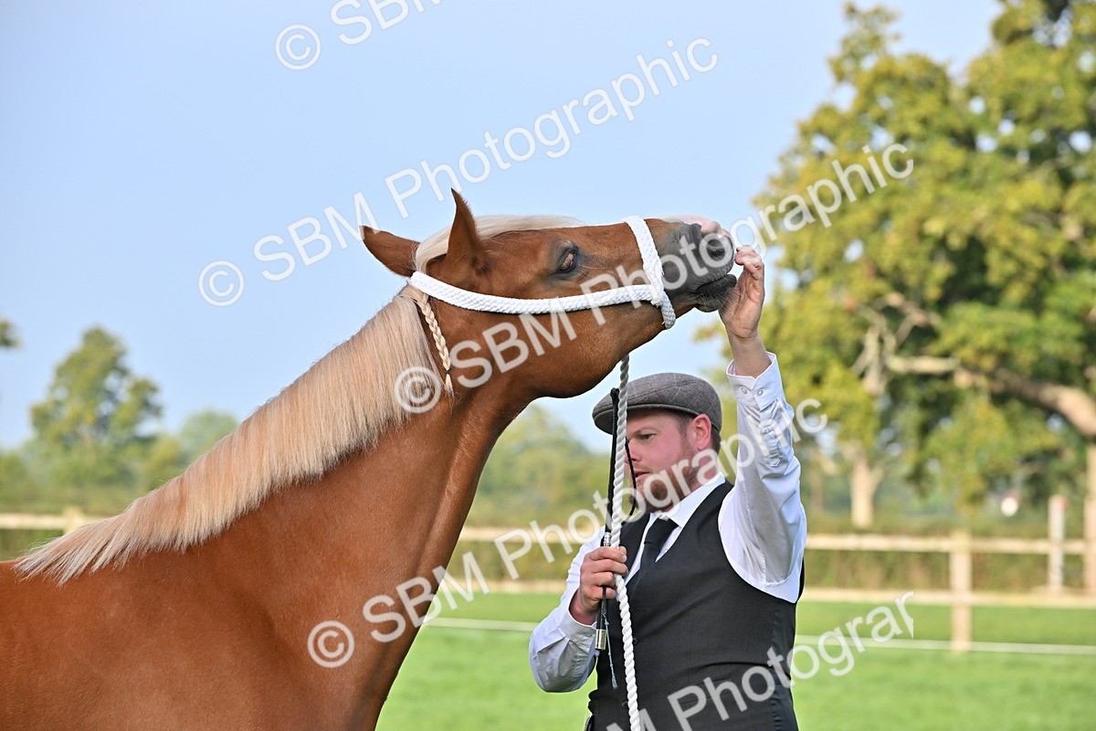 SBM_55364 - S44 - Youngstock In Hand