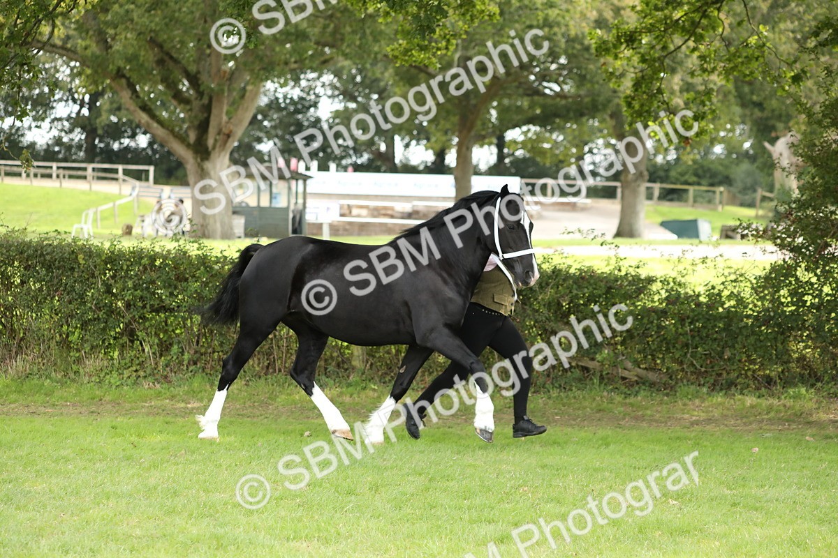 SBM_65398 - S47 - Mountain & Moorland In Hand Large Breeds