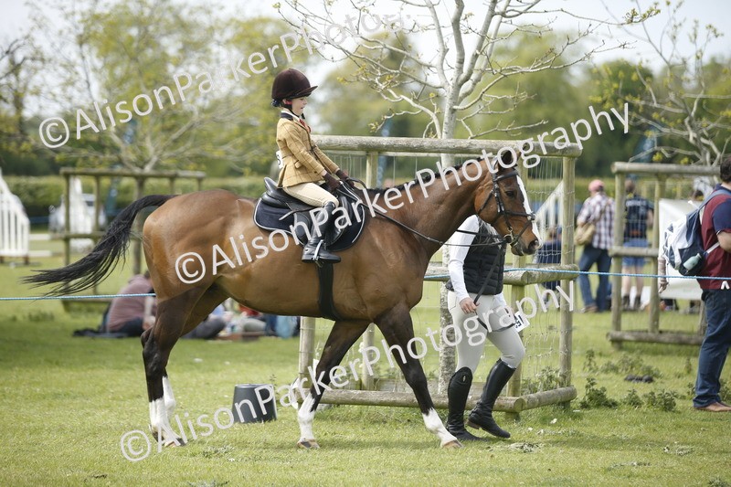 20260426-2134 - Class 9 - Handsomest Gelding