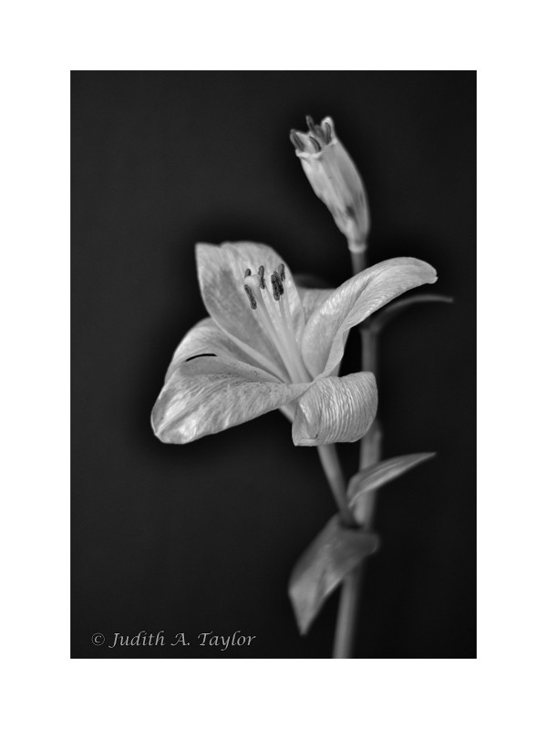 Lily, flower and bud