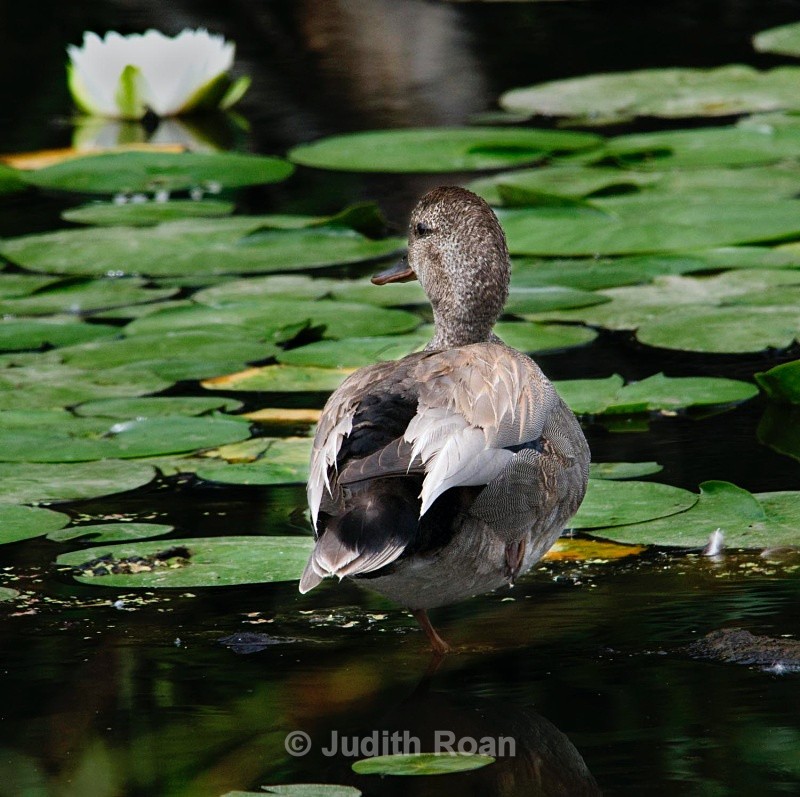 Gadwall male with Lily - Birds