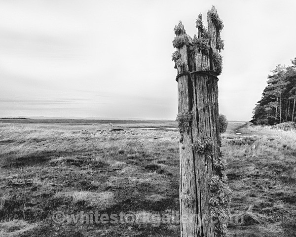 Salt Marshes, Culbin Forest - Nairn, Scottish Highlands -Zero Miles ( Black and White)