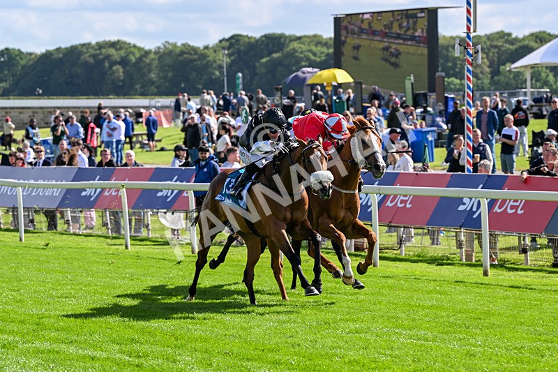 120626-Race 6-Rotokura Belle-8252 - Race 6 16.45pm Dawson Williamson Architects Handicap