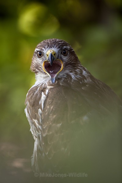 COMMON BUZZARD - BUZZARDS