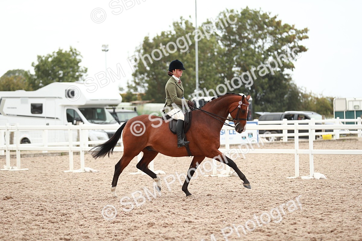 SBM_17648 - Class 215 Ridden Hack/ Riding Horse