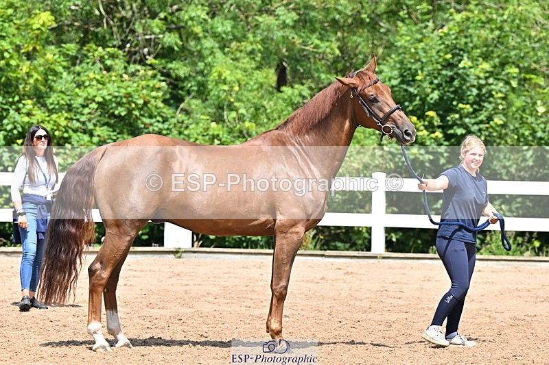 240718A-105256-01355 - Trot Up 12pm to 1pm