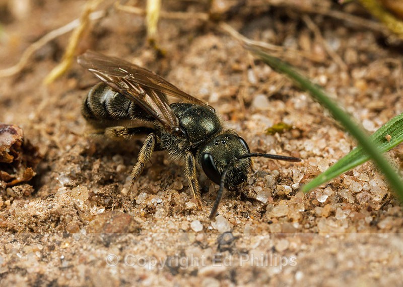 Halictus tumulorum (f) - Halictus tumulorum