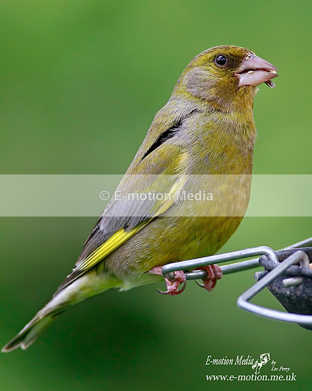 Greenfinch150612 3 - Nature