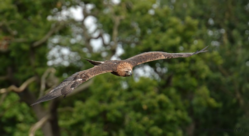 Golden Eagle - Birds Of Prey
