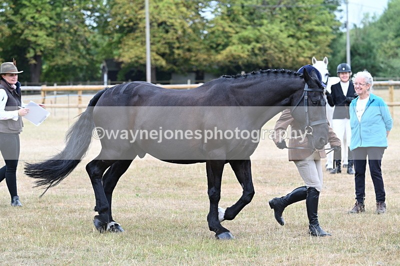 WJ7_0049 - Class 5a Most Handsome Gelding (above 14.2hh)