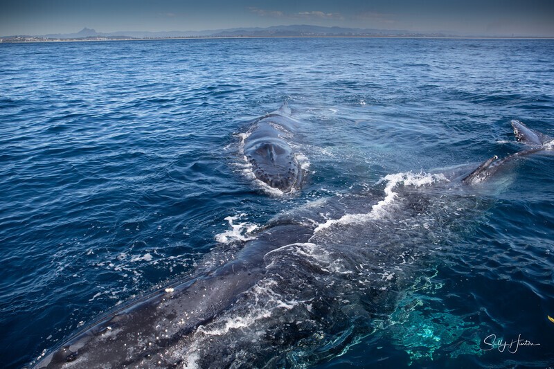 _16A0518. Humpback mugging with Mt. Warning 1 - 2023 Whale Photos