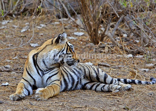 Royal bengal tiger - 8 - India