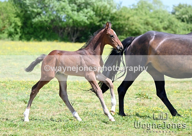 WJ6_4249 - Lyford Stud - Foals 01-06-25