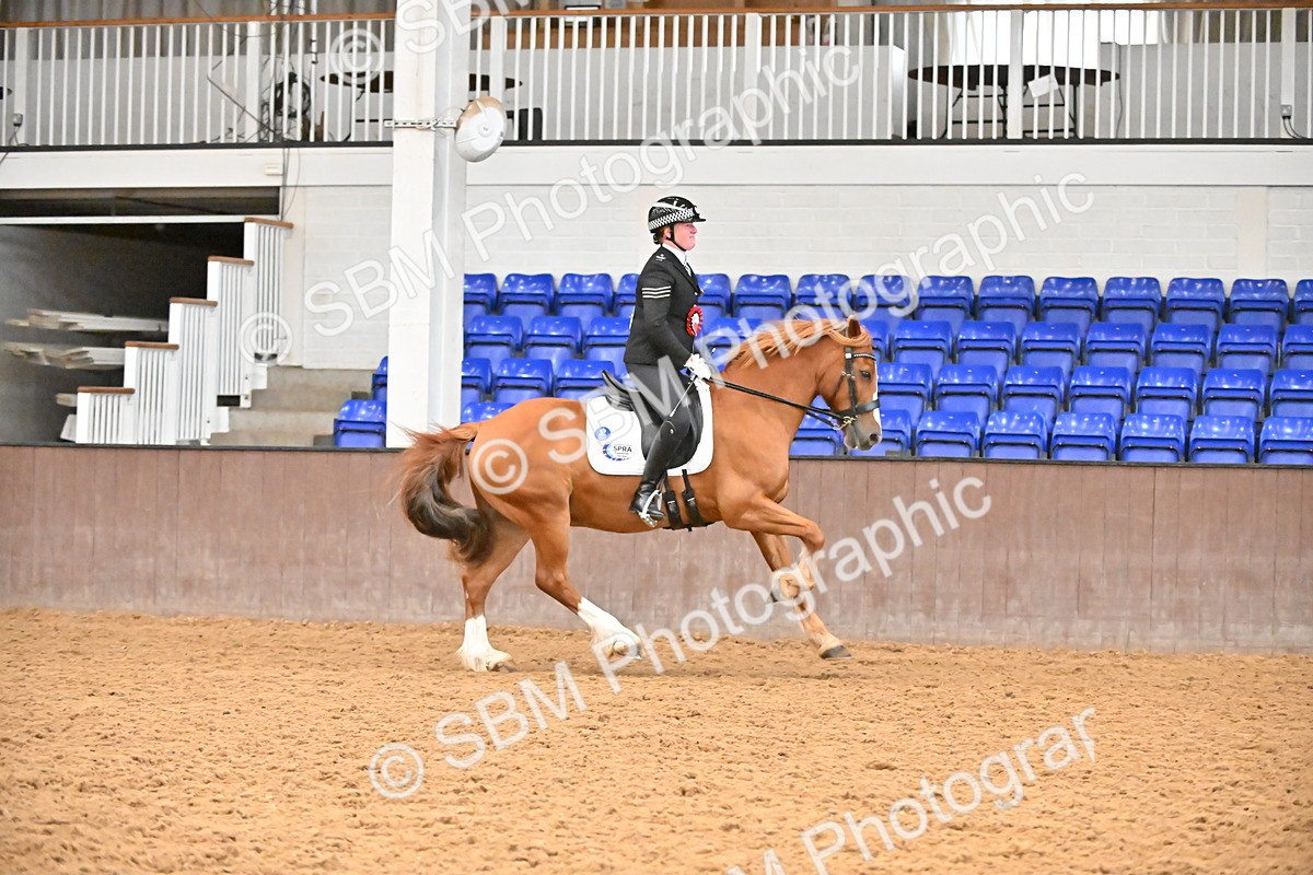 SBM_001484 - Class 19,20 - Ridden Native, Foreign Breeds & Warmbloods