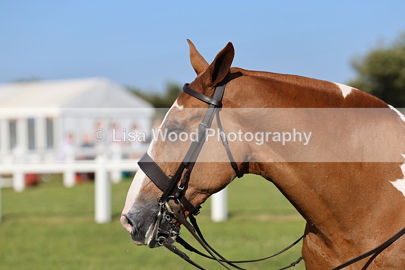 IMG_1443 - Class 29:  Ridden Native/Trad Coloured Horse
