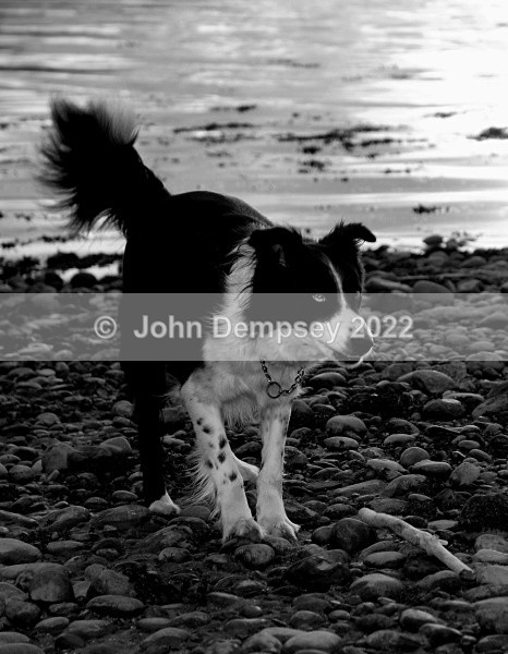 Blue 2 - Walking the Dog