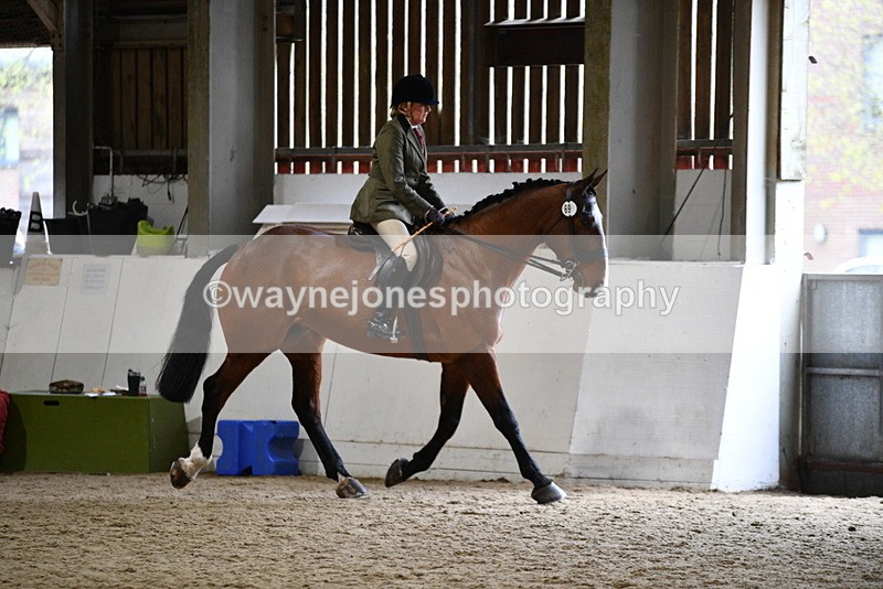 WJ5_8981 - Class 15 Ridden Show Horse