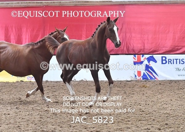 JAC_5823 - 11 Pandora of Westoak