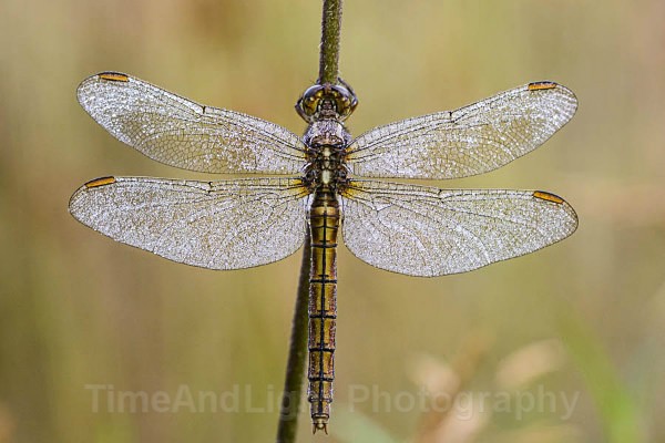 Female Keeled Skimmer - Dragonflies & Damselflies