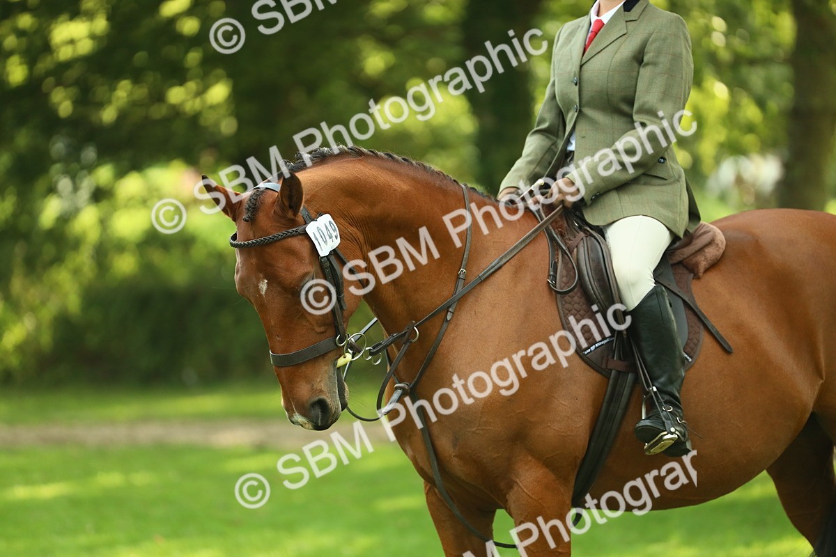 SBM_52164 - S33 - Working Hunter & Working Show Horse