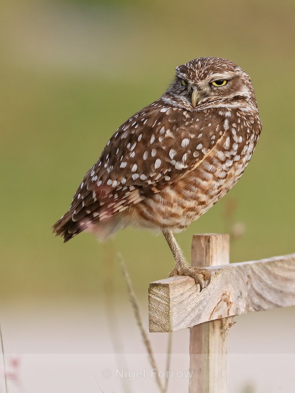 Burrowing Owl looks out from post, Cape Coral, Florida - Burrowing Owl
