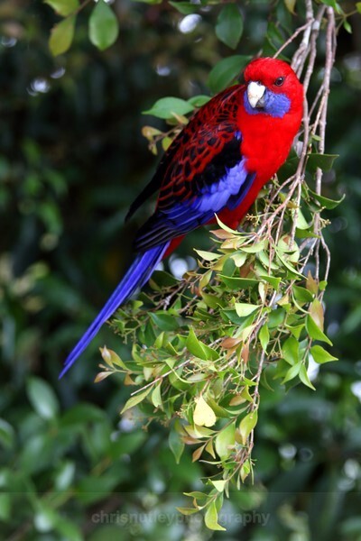  - Australian Birds
