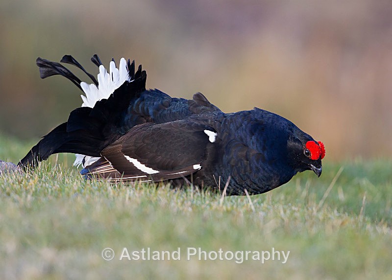 Astland Photography, Bird and Wildlife Images, Susan and Peter Wilson, U.K.