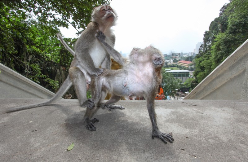  - Urban Wildlife, Kuala Lumpur - Malaysia