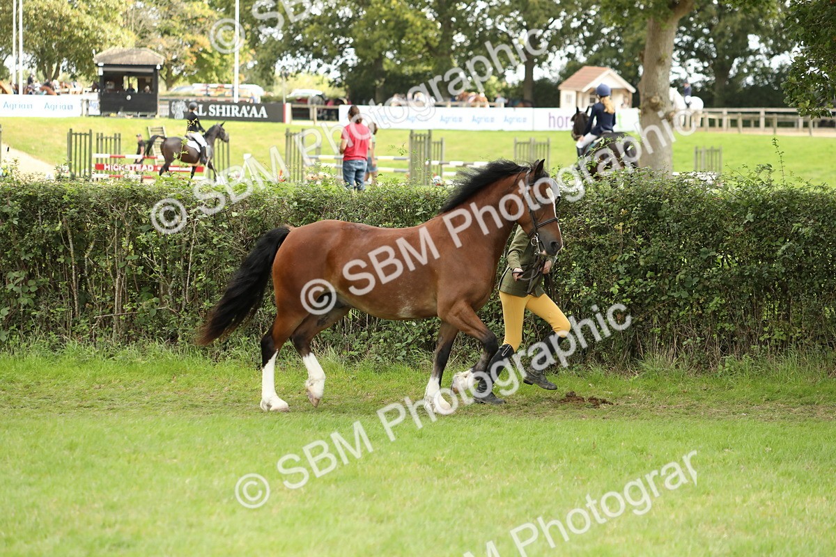 SBM_65360 - S47 - Mountain & Moorland In Hand Large Breeds