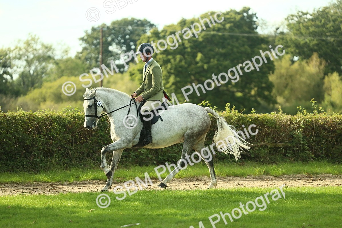 SBM_52119 - S33 - Working Hunter & Working Show Horse