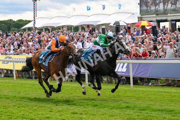 310525-Race 2-Tadej-8954 - Race 2 2.05pm Irish Thoroughbred Marketing EBF Restricted Novice Stakes