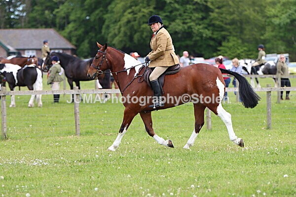 IMG_2791 - Working Hunter