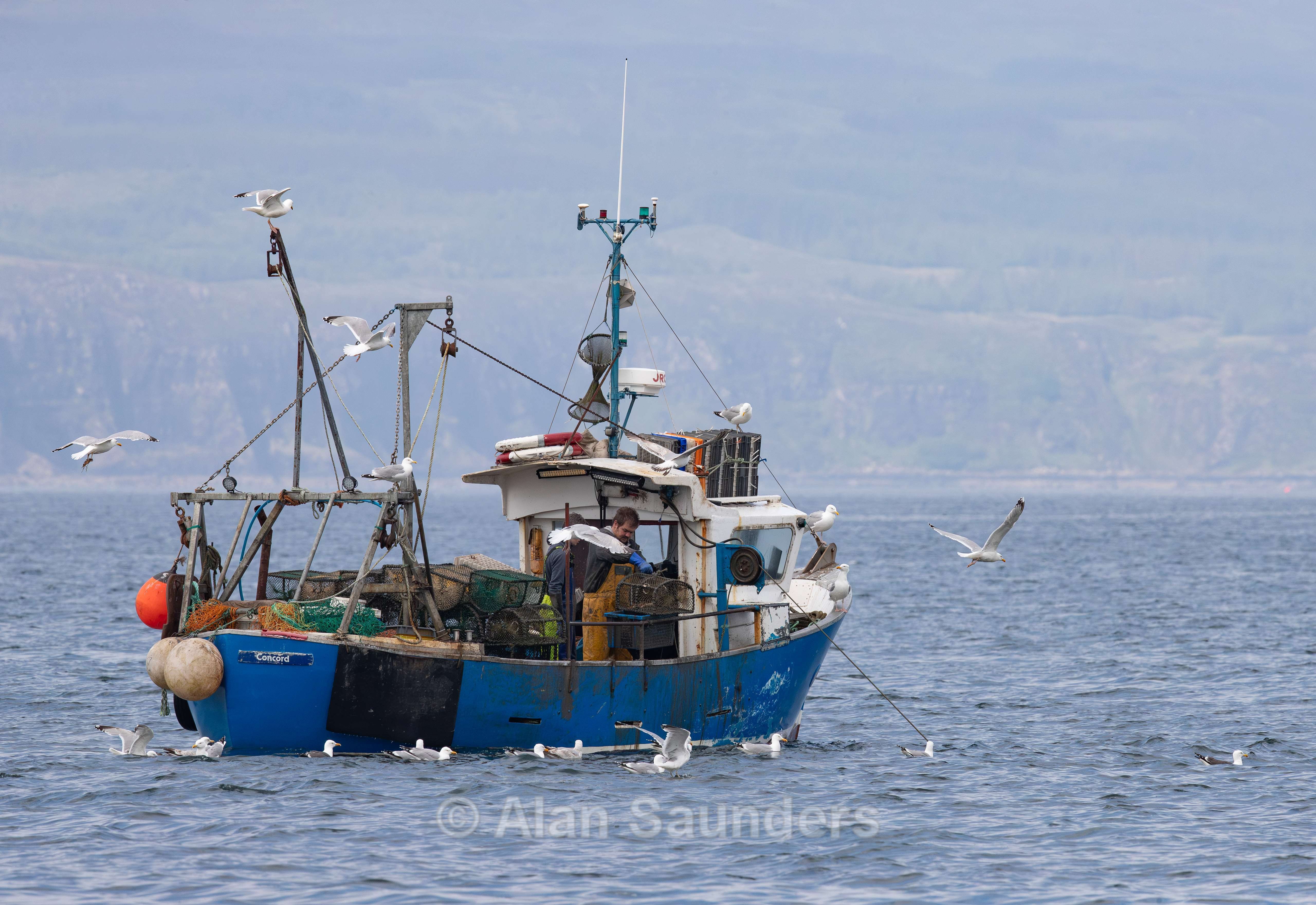 Herring Gull 2
